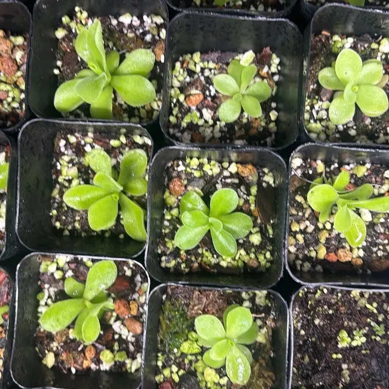 Pinguicula Gigantea - Carnivorous Plant Giant Butterwort barerooted