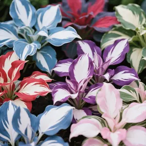 800pcs Mini Leaf Mixed Hosta Seeds – Rare Multicolor Shade Plants, Compact & Easy to Grow for Pots and Garden Edges