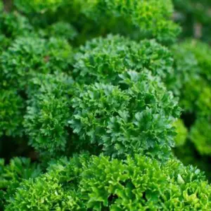 Triple Curled Parsley Organic Seeds (Petroselinum crispum) Heirloom variety with finely curled, dark green leaves. Great for garnish, flavor, and compact gardens