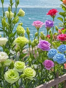Mixed color Eustoma/Lisianthus（Thornless Rose Seeds）800 seeds of mixed color Eustoma/Lisianthus（Thornless Rose Seeds）for seasonal flower displays, bright and elegant flowers in pots and garden edges