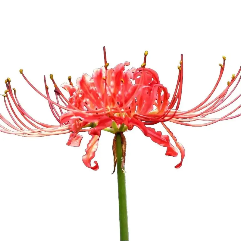 chicory plant seeds Italiko Red-Veined Chicory Seeds main image 0