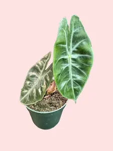 4" Alocasia Pink Princess - Xanthosoma sagittifolium 'Variegatum Monstrosum' - Rare Alocasia