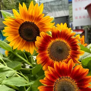Sunflower Seeds Mixed-colored for Plant (100+), 15+ Varieties Colored Sunflower,  Premium Seeds to Planting, for Outdoors, Garden, Attracts Pollinators large bloom Non-GMO Heirloom Daisy Flower Seeds