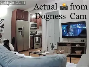 Dogness HD WiFi Camera Treat Dispenser - White - The Smart Cam Treater has an HD camera, speaker, and microphone so you can check on & treat your pet anytime, anywhere, from your smartphone using the free app.