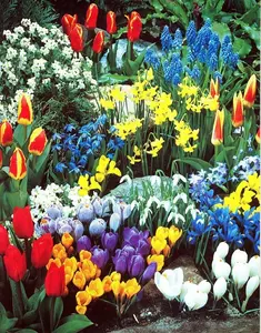 CZ GRAIN Complete Spring and Fall Flower Garden 50 Fresh Bulbs Bloom All Spring Summer Easy to Grow Indoor Outdoor Floral Arrangement Decoration Colorful Variety