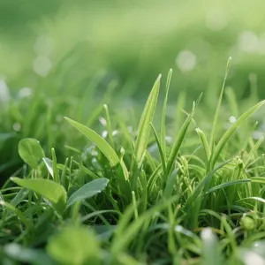 Premium 2000-Piece Zoysia Grass Seed – Perfect for a Lush, Green Lawn All Year Round