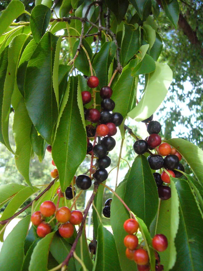 Black Cherry Tree Live Plant 12-24" Tall Potted Tree