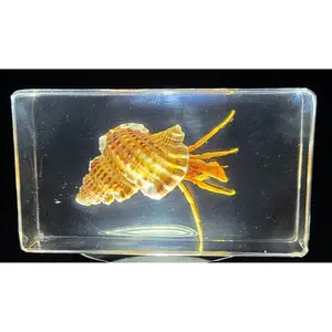 72mm Real Hermit Crab in Crystal Clear Lucite Resin Specimen Preserved Sea Animals Taxidermy Crafts Collection