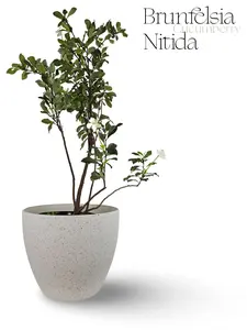 LIVE PLANT 2-3ft tall Brunfelsia nitida - Lady of the night - Cuban Raintree - FRAGRANT - shipped from sunny Florida Decor Decorative Flower