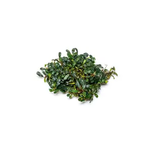 Bucephalandra Purple Blue