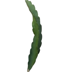 Dark Star Dragon Fruit – Certified Organic Cutting