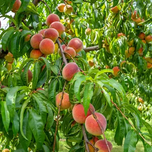 Contender Peach Tree