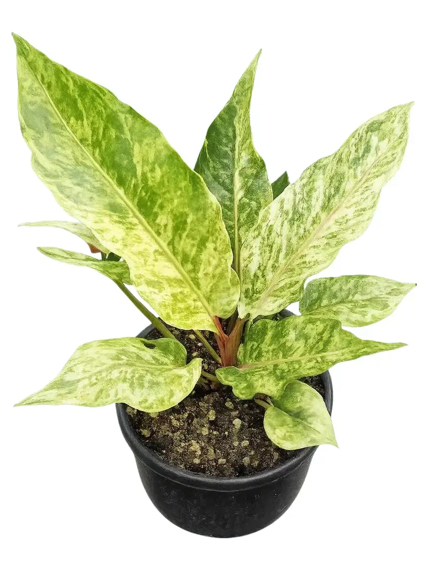 Anthurium Hookeri Variegated Tissue Culture - Live Houseplant