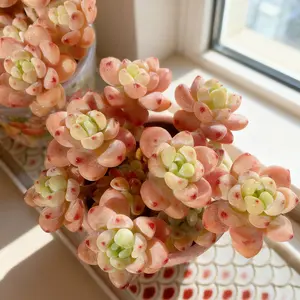 Sedum Clavatum Rare Multi-Head Live Succulent – Easy Care Indoor , Low Maintenance Green Décor for Home & Holiday Gifts pet  Live  Friends of Supports live houseplant friendly White Live Plant