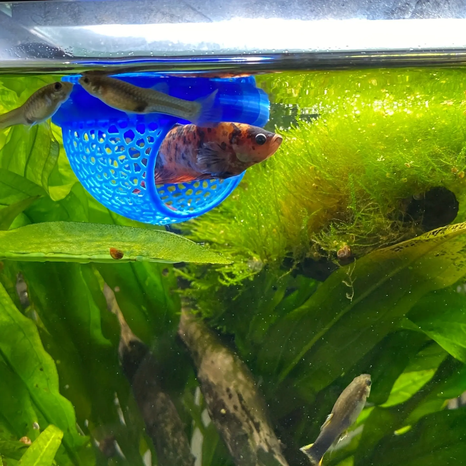 Floating Fish House for Betta, Peacock, Goldfish, Arch Entrance Aquatic Habitat, Mini Aquarium for Small Tanks, Easy Clean, No Power Needed, Aquarium Decor