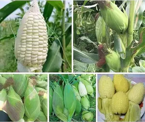 25+ Seeds Bap NEP SUA Seeds Rare find Asian