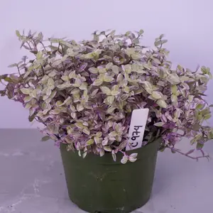 Tradescantia Pink Panther Live Plant | Pink Trailing Plant | Easy Care