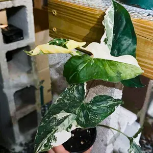 Syngonium Albo 4" Variegated Houseplant - Live Indoor Plants Potted for Home Decor - Variegated Syngonium Albo Starter Plant | Fully Rooted Syngonium Plant | Rare Plants | Houseplants Plant Gift