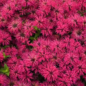 Green River 100 Seeds Razzberry Bee Balm - Flower Seed Pack Perennial with Bold Pink Blooms for Pollinator Garden Essential & Cottage Core Garden Essential