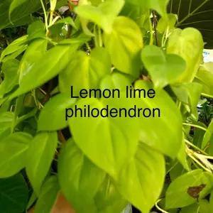 Lemon lime philodendron
