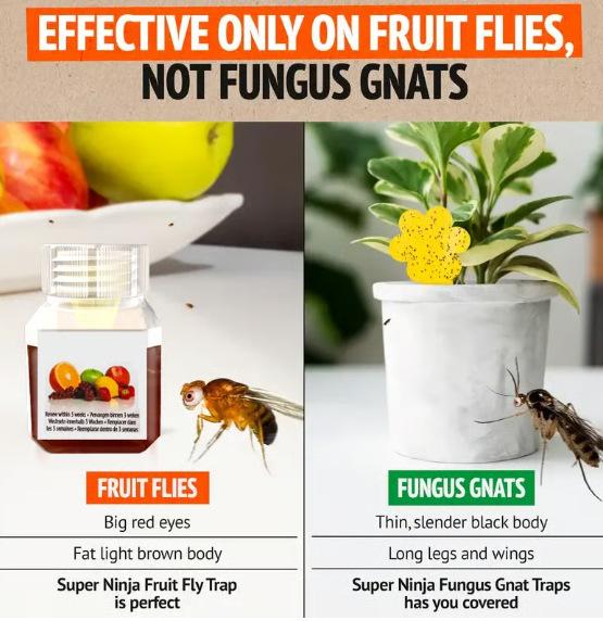 5 Pack Super Ninja Fruit Fly Traps for Indoors - Highly Effective Fruit Fly Catcher for Indoor Use for Home & Kitchen, Up to 3 Weeks of Performance per Bottle, Kid & Pet Friendly