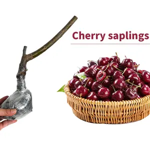 Heirloom Non-GMO Cherry Live Plant Seedlings – Compact Starter Fruit Trees for Home Garden, Patio & Containers | Easy to Grow Dwarf Cherry Tree for Beginners | Outdoor & Backyard Orchard Plant | Produces Sweet Cherries | Perfect Gift for Garden Lovers