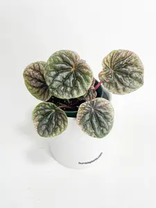 Peperomia Caperata 'Abricos'