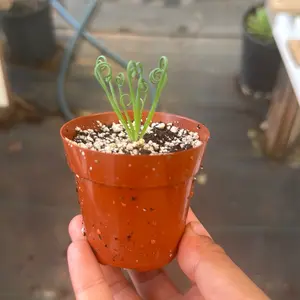 fizzle sizzle 2 inch pot