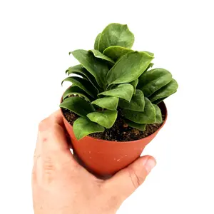 Zamioculcas zamiifolia ‘Zenzi'