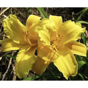 Mary Todd Daylily - Bare Root Plant, Hardy Perennial for Zone 3, Vibrant Orange Blooms, Low Maintenance, Ideal for Full Sun or Partial Shade, Perfect for Garden Borders & Landscapes