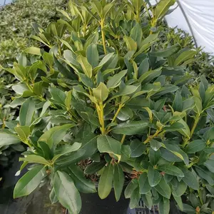 Cunningham's White Rhododendron