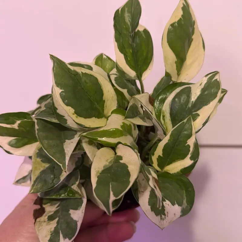 Pothos pearls and jade (njoy)