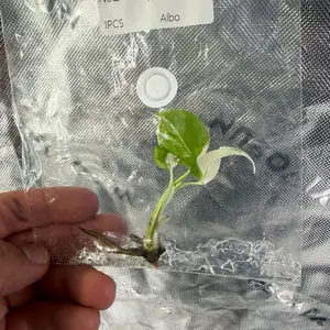 Monstera Deliciosa Albo Variegata Tissue Culture (TC) Plantlet – Rare Variegated Monstera Starter