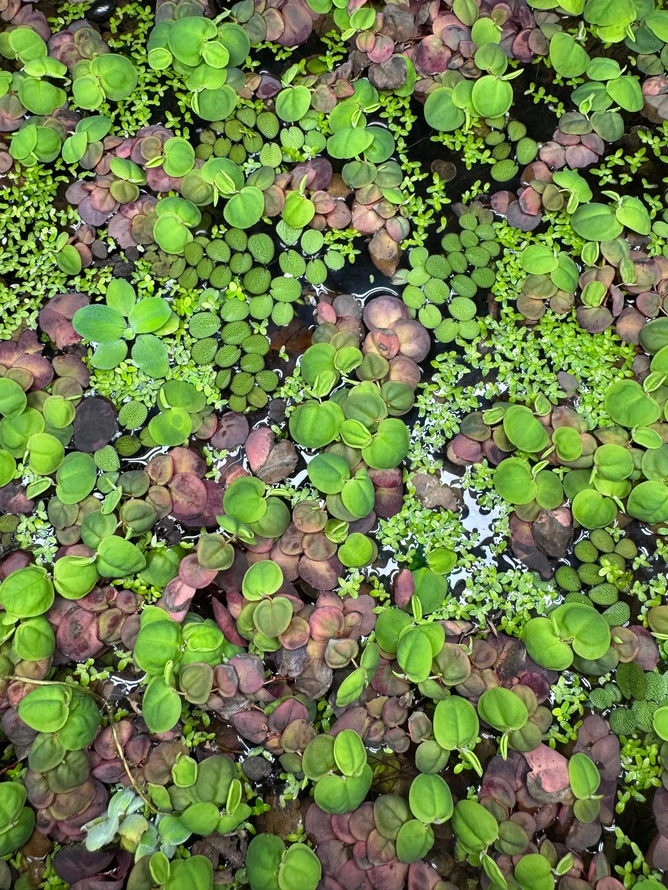 Floating Plant Mix – Red Root Floater, Salvinia, Duckweed