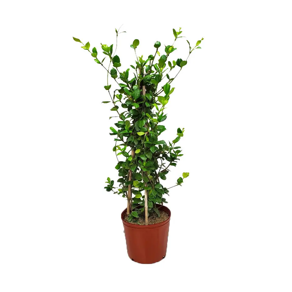 Confederate Jasmine Vine on a Starter Trellis (3 Gallon) | Live Flowering Vine Plant | Tropical Plants of Florida