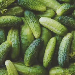 Heirloom Boston Pickling Cucumber Seeds - Organic and Regenerative Gardening Seeds