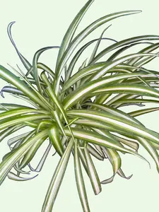 Variegated Spider Plant - Chlorophytum comosum Variegated - Live Houseplant