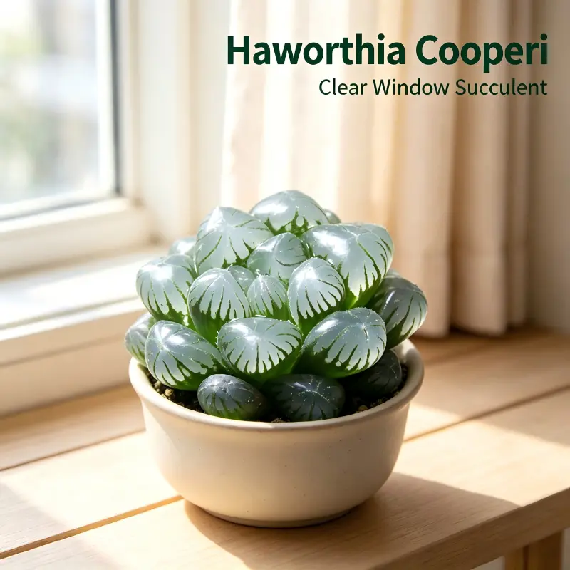 Haworthia Cooperi Ice Lantern Succulent, 2-4 Inch, Translucent Window Leaf, Low-maintenance, for Windowsill Terrarium Decor