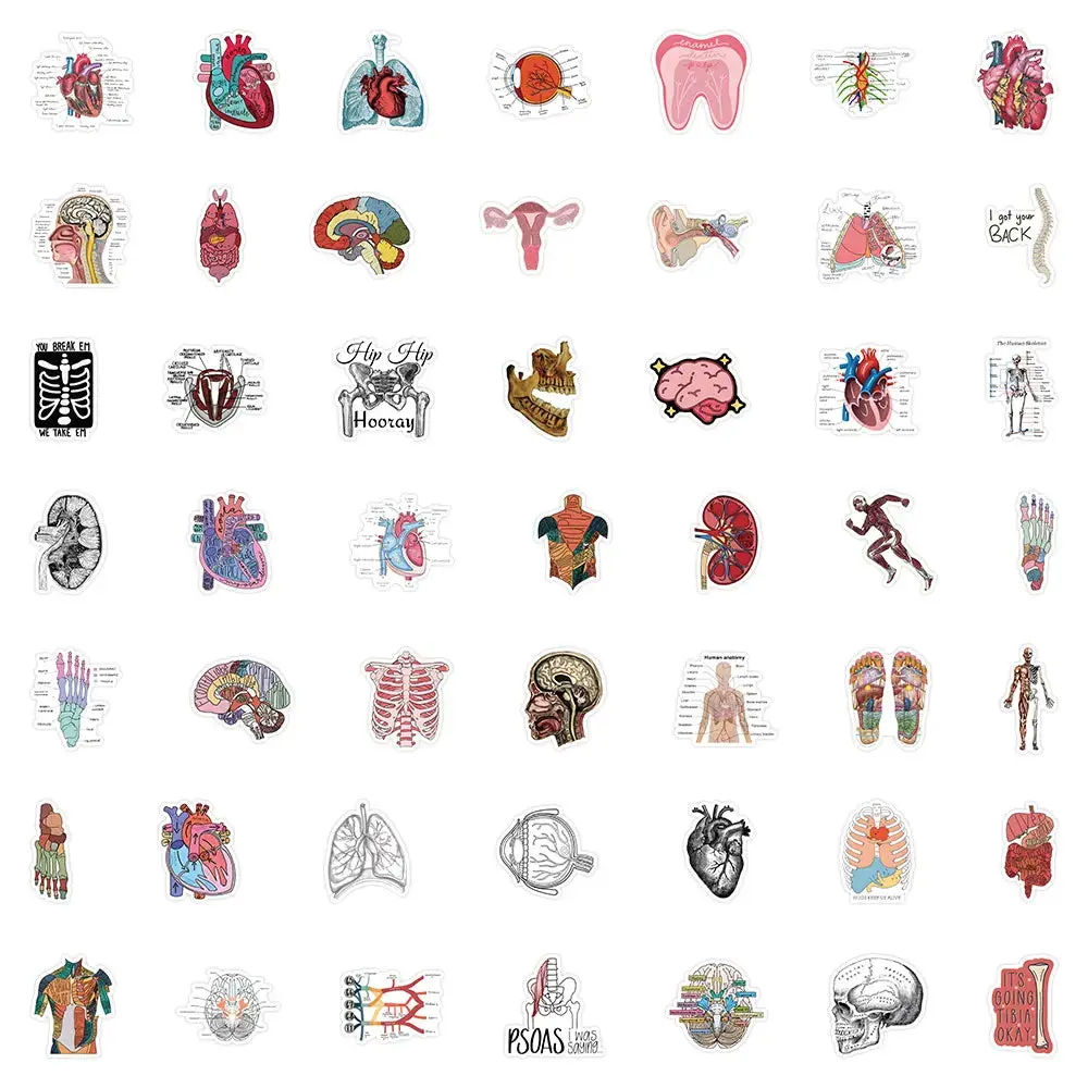 EMT Anatomy Stickers | Cartoon Medical Sticker Set | Healthcare Student Accessories