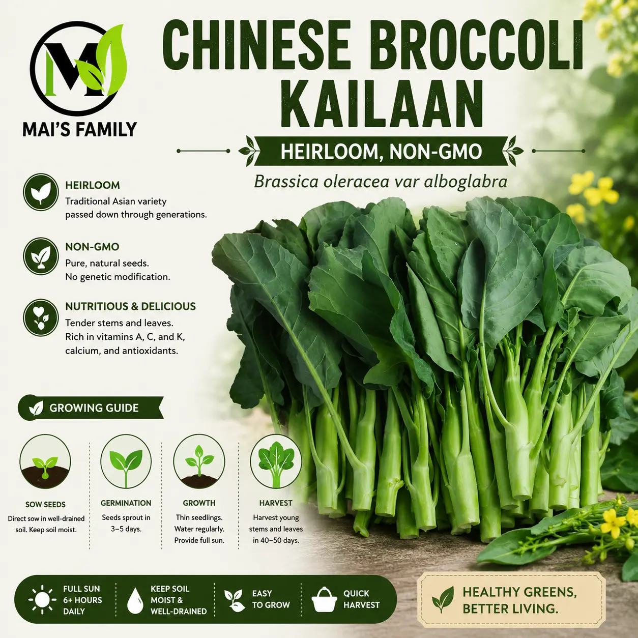 Chinese Broccoli Seeds – Gai Lan / Kai Lan / Cải Rổ | Heirloom Non-GMO