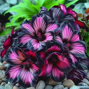 800 pcs Hosta Seeds – Perfect Choice for Shaded Paths & Corners