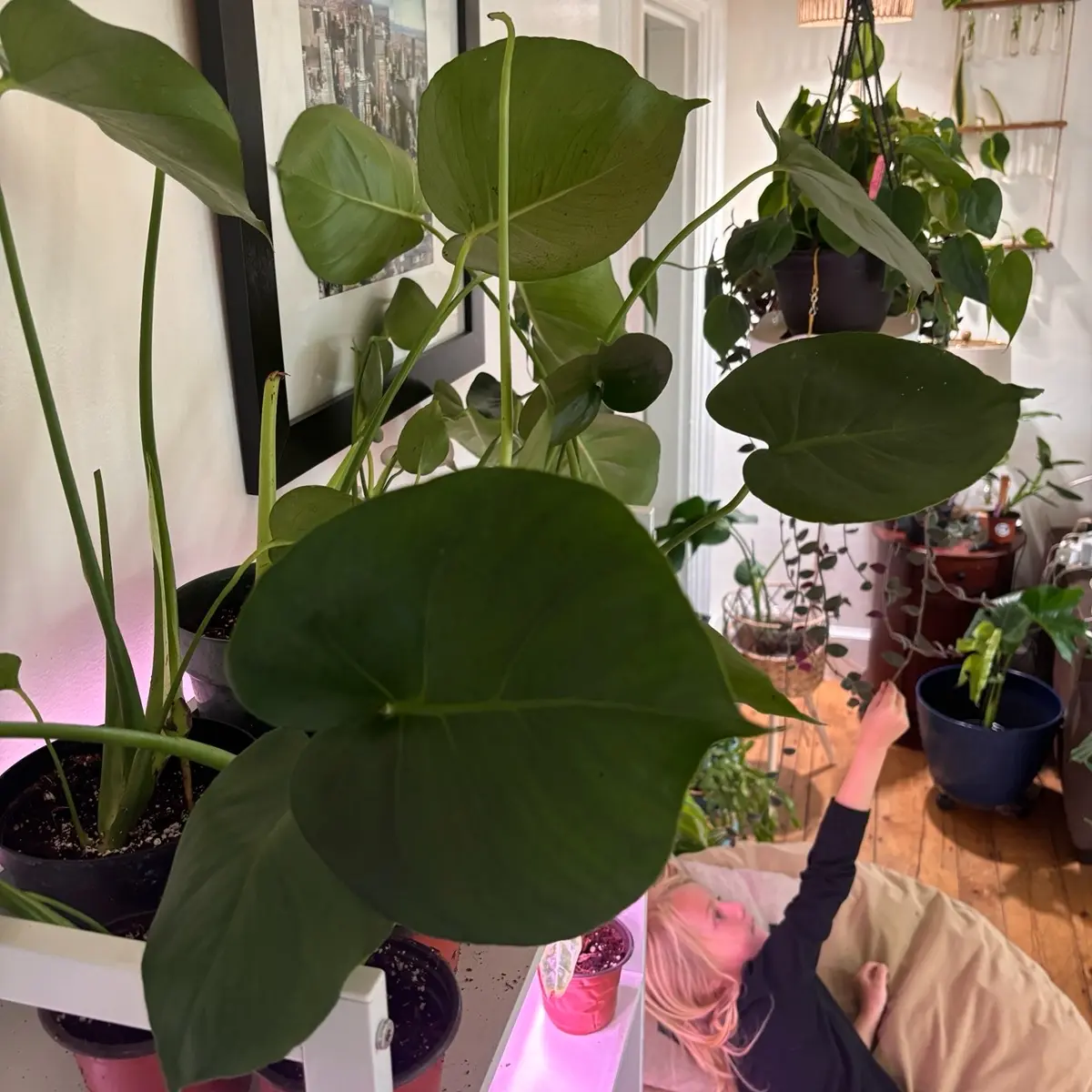 Monstera deliciosa 4” pot Monstera deliciosa 4” pot
