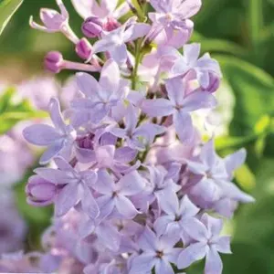 SYRINGA NEW AGE LAVENDER  G3