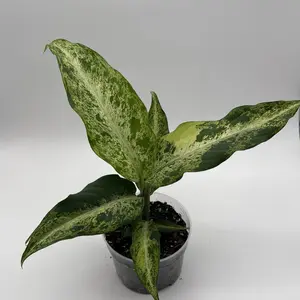 Dieffenbachia Maui Wowie 6" Pot Variegated Houseplant with Large Heart-Shaped Leaves for Home Decor & Interior Design United States