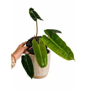 6" Philodendron Billietiae