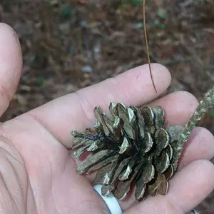 Tiny Pinecones bulk box full