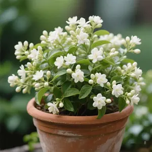 50 +Pcs Jasmine Flower Seeds for Planting Fragrant Plant Seeds  Garden Home