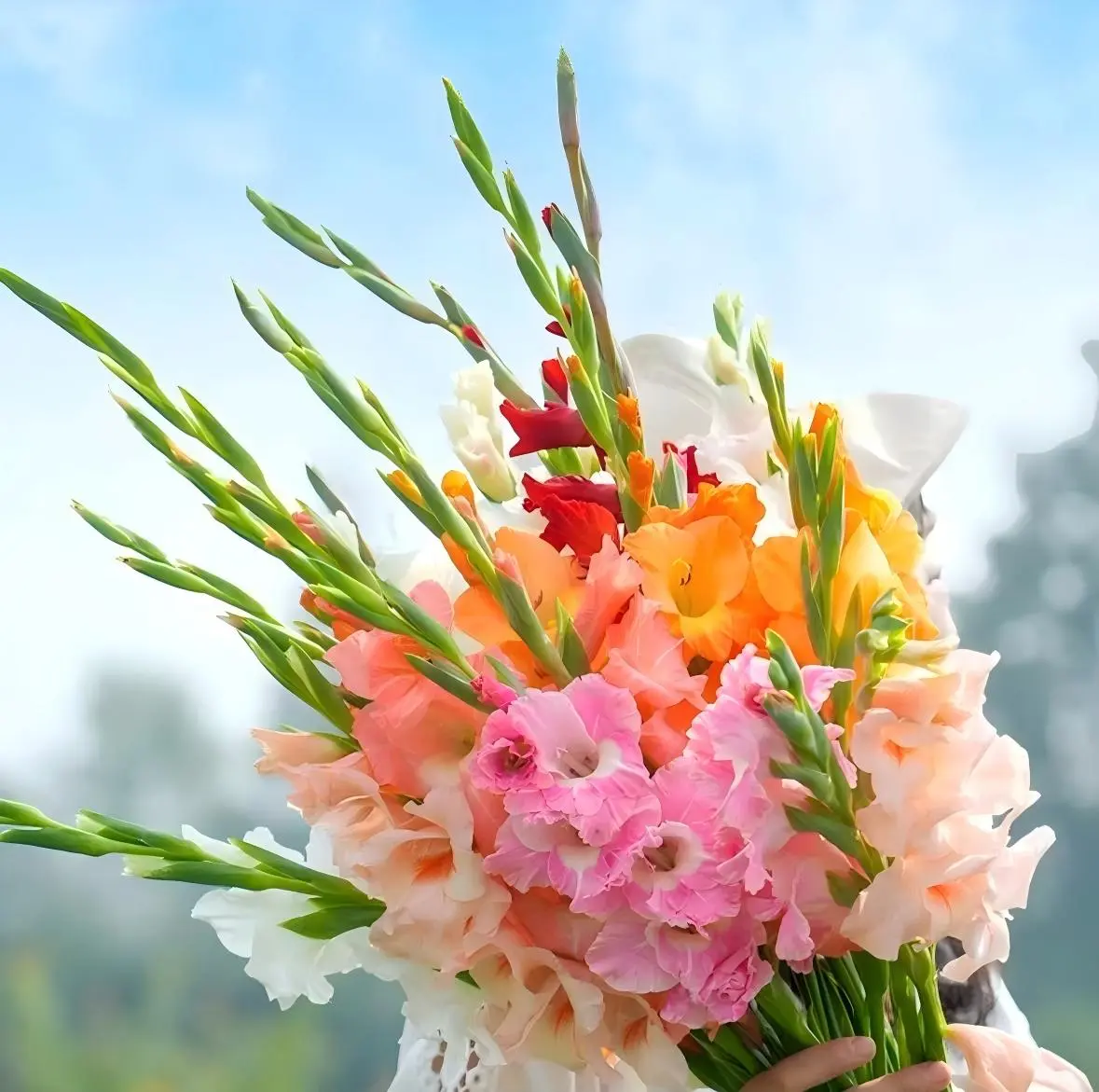 Gladiolus Bulbs - Novice-Friendly Flower Bulbs for Indoor and Outdoor Planting (Garden Supplies for Home Improvement)