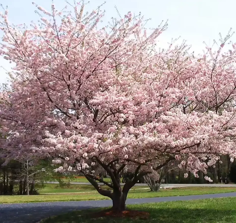 Yoshino Flowering Cherry Tree - Live Plant - 8-12" Seedling in 2.5" Pot - Ships Potted (No Ship to AK, HI & P.R.)