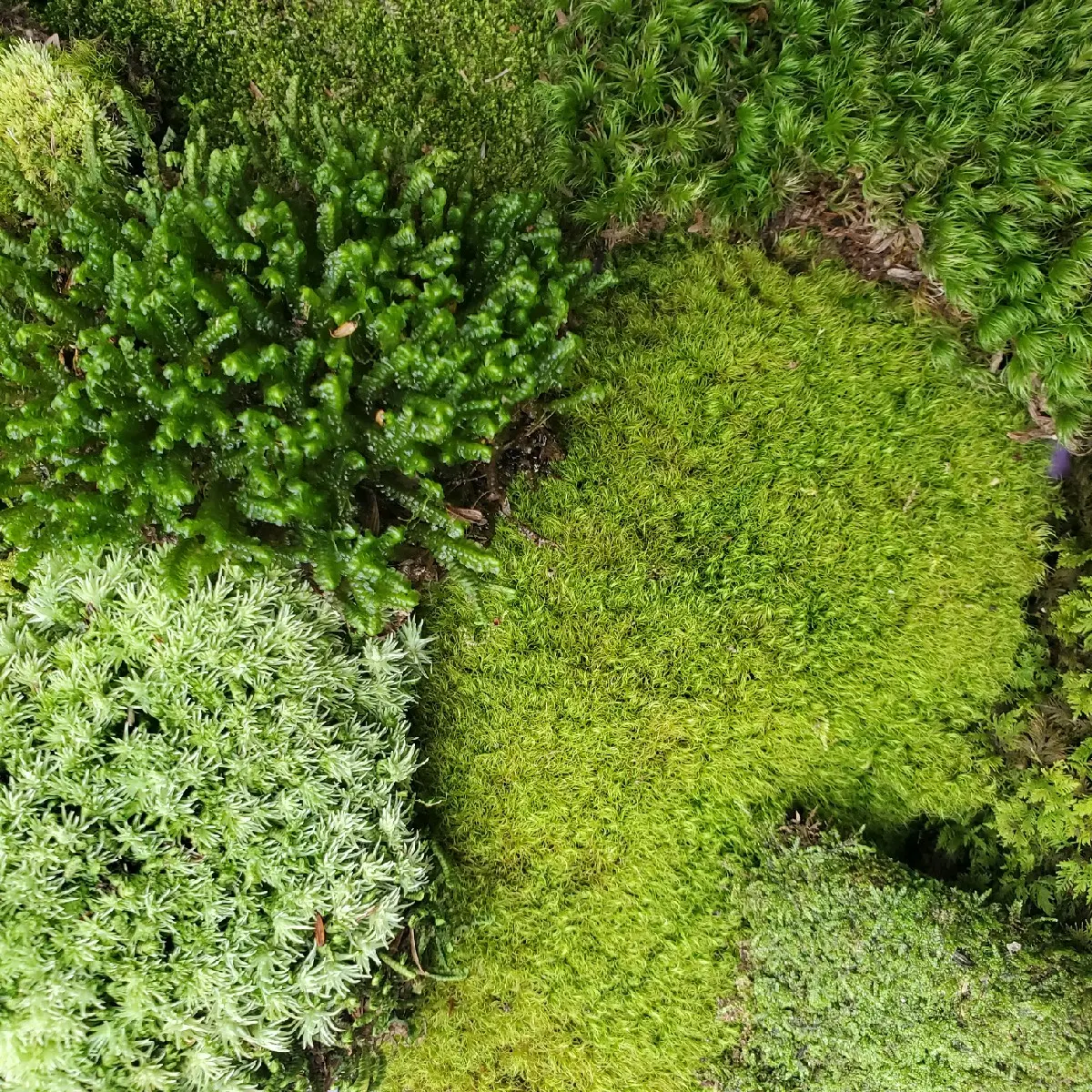 Live Terrarium Moss Assortment 6"x9" Ziplock Variety Bag Fairy Garden Paludarium Kokedama Reptile Habitat Isopods Bonsai Mood Cushion Fern